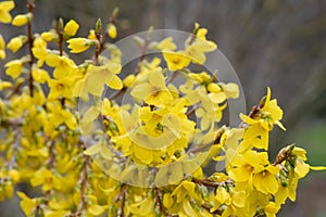 Border forsythia, Forsythia x intermedia, yellow flowering photo